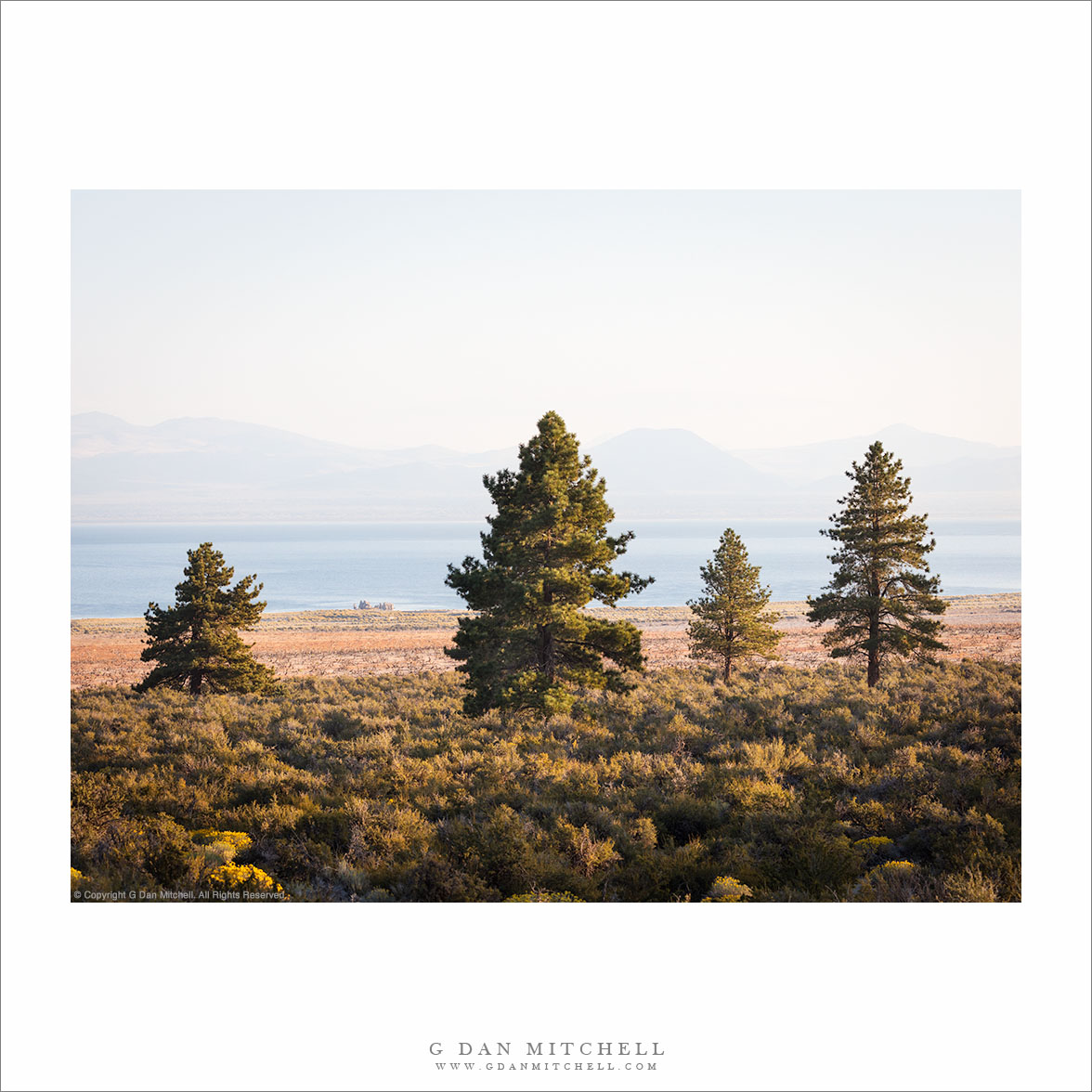 Ponderosa Pines, Mono Basin