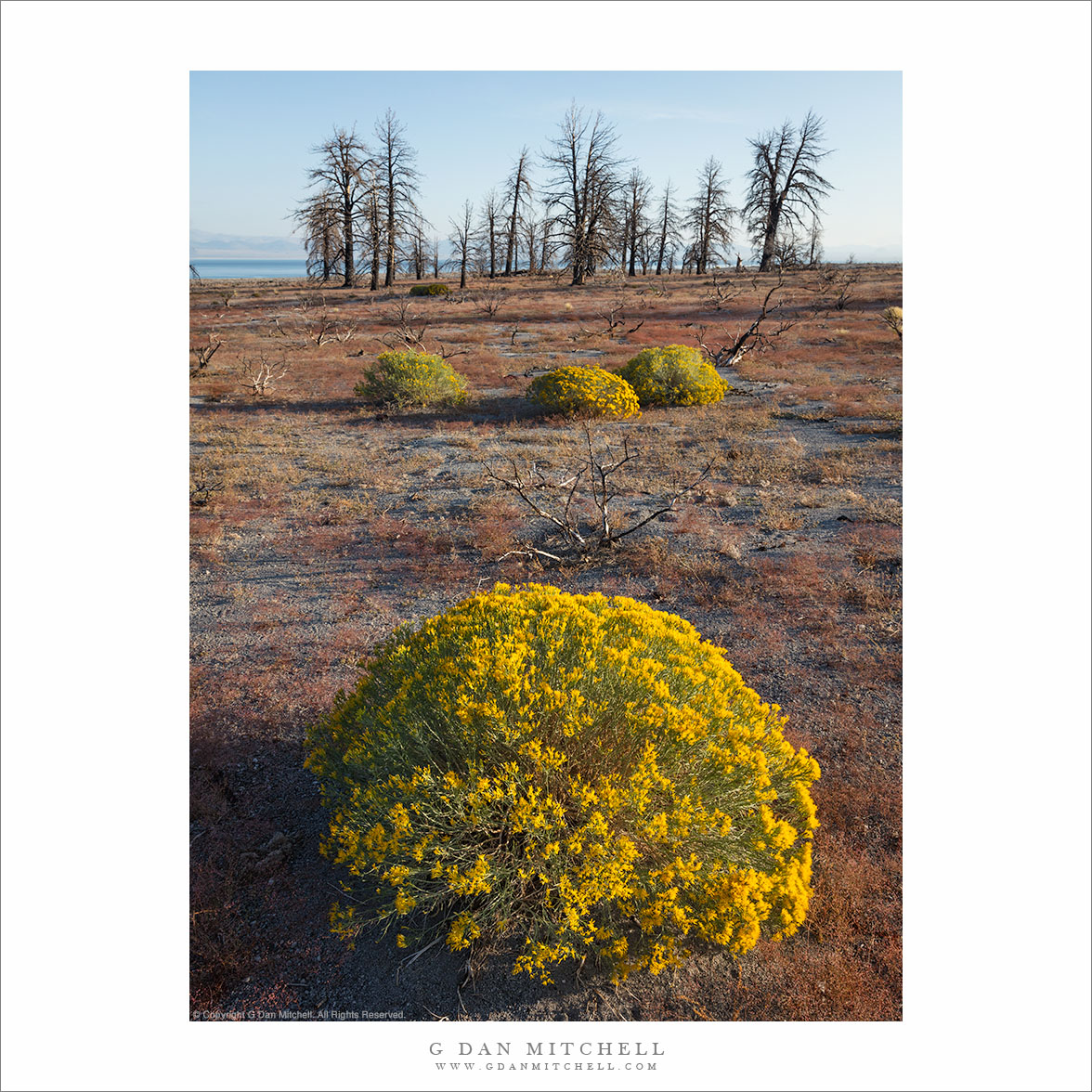 Rabbitbrush, Ghost Forest