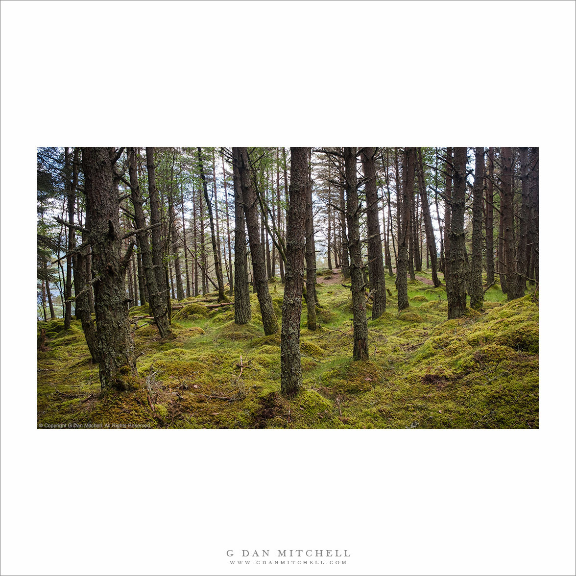 Forest Above Loch Ness