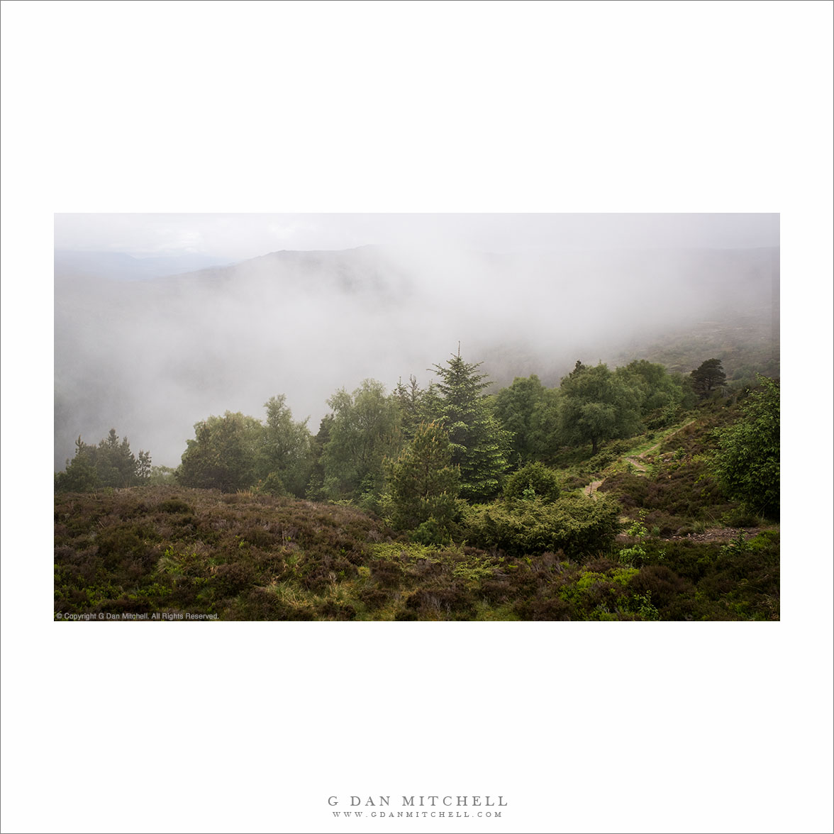 Highland Trees and Fog