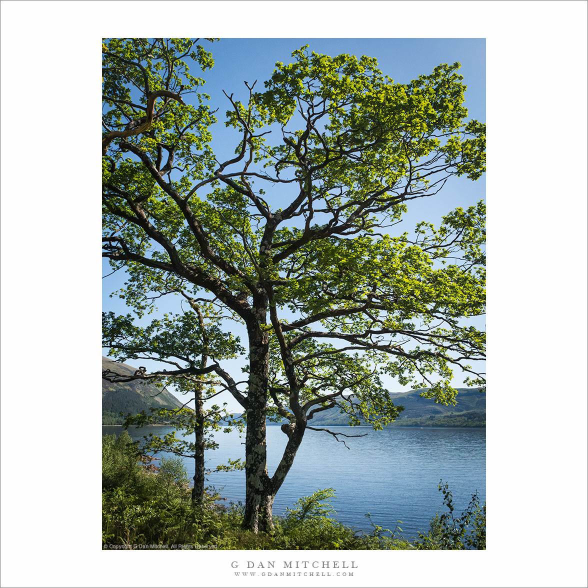 Shoreline Trees, Loch Lochy