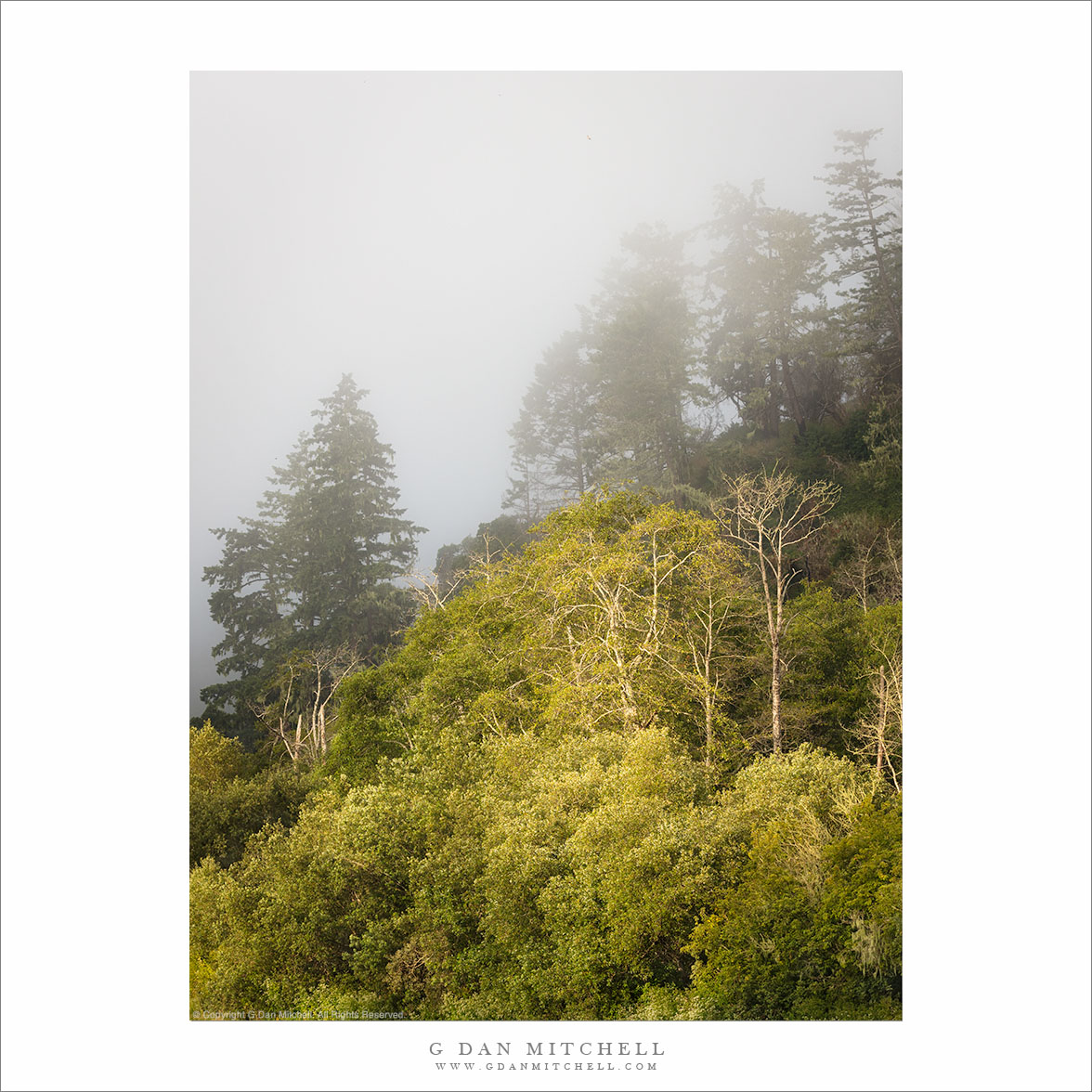 Forest, Morning Fog