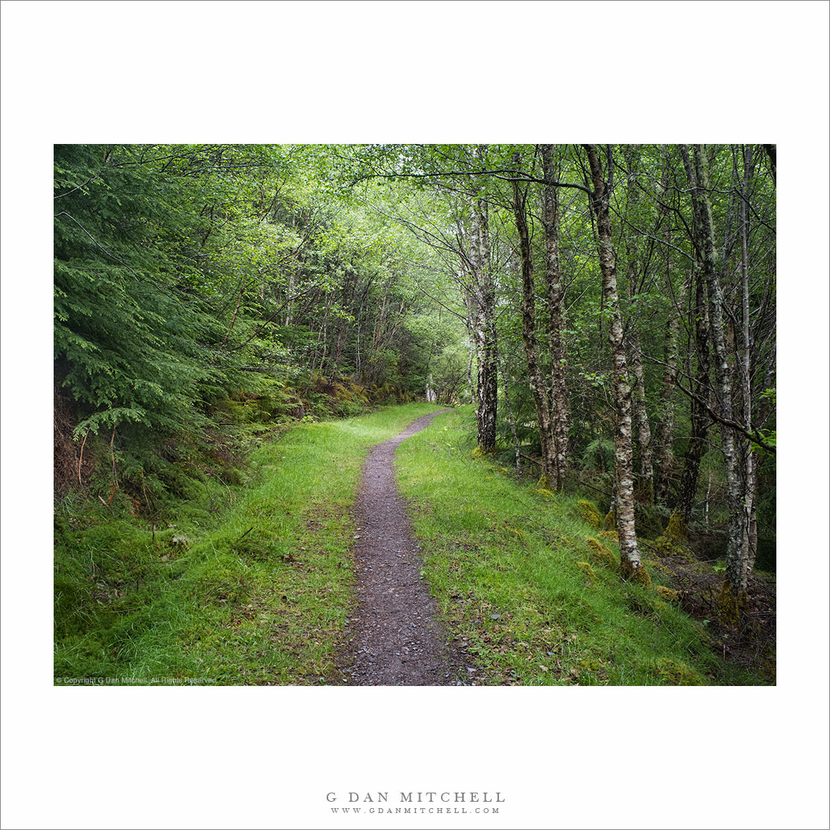 Forest Trail, Great Glen Way