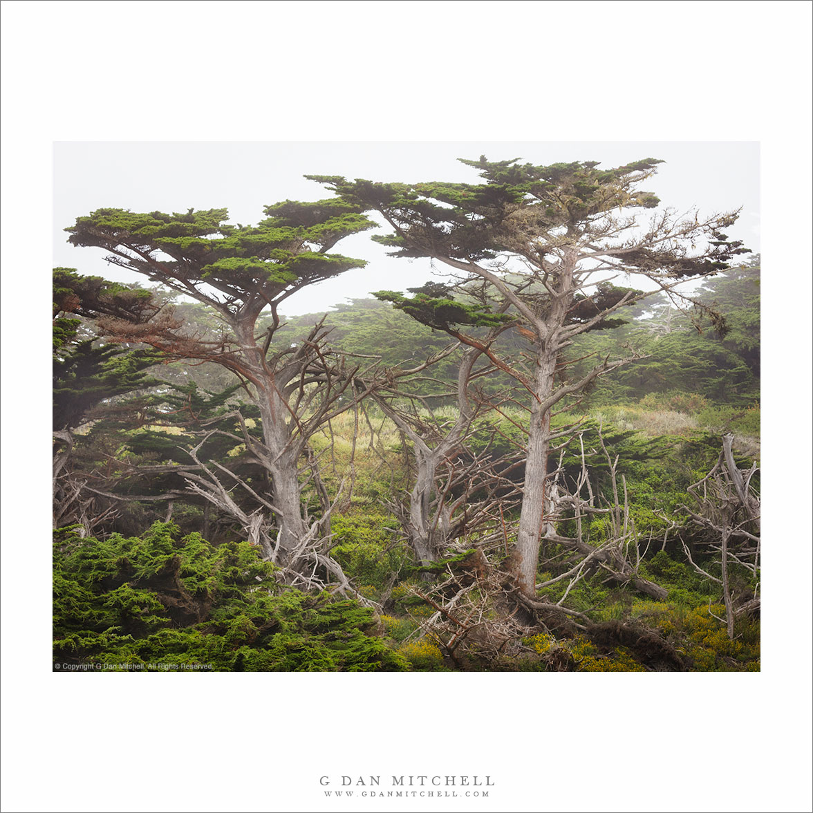 Monterey Cypress, Fog