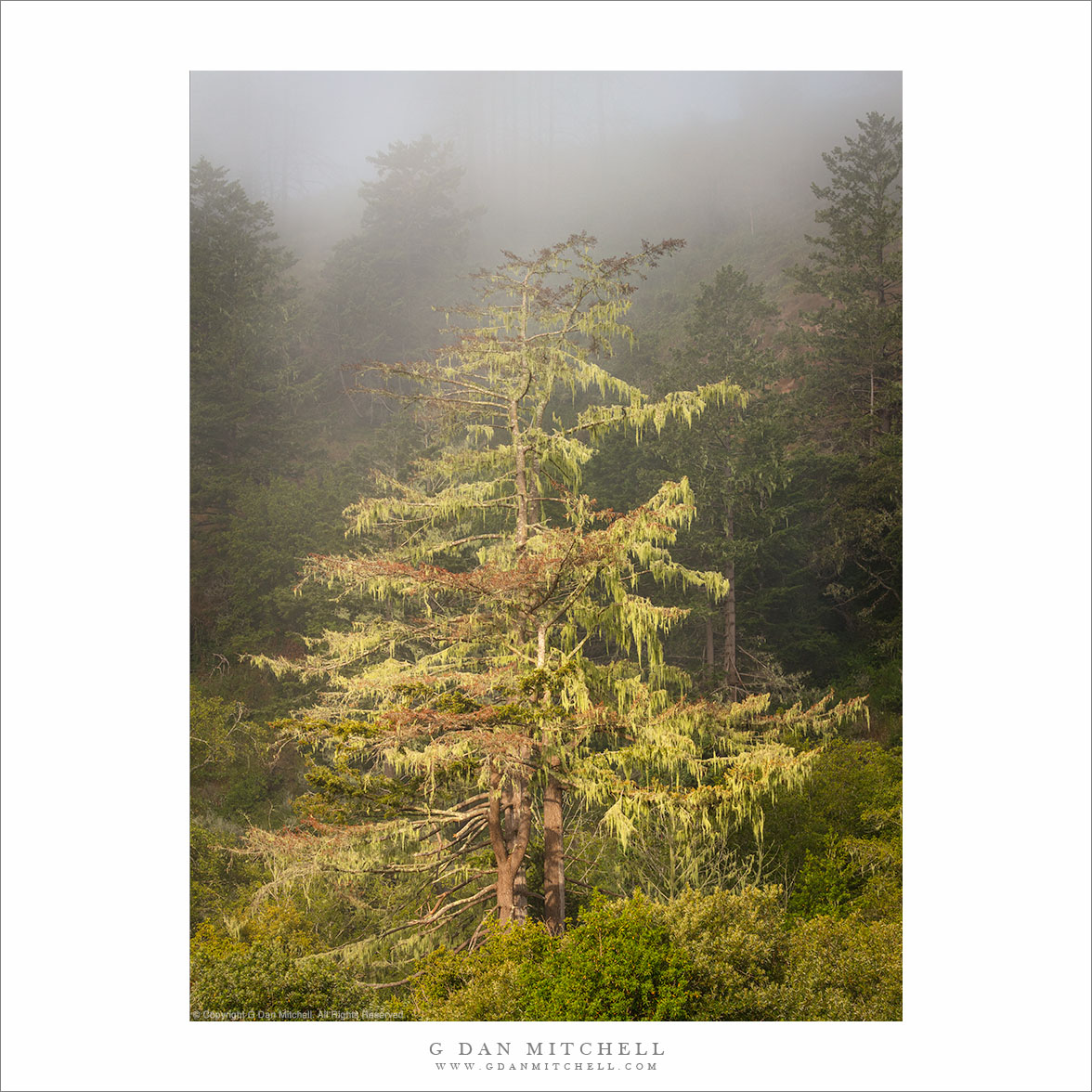 Lichen-Covered Tree, Fog