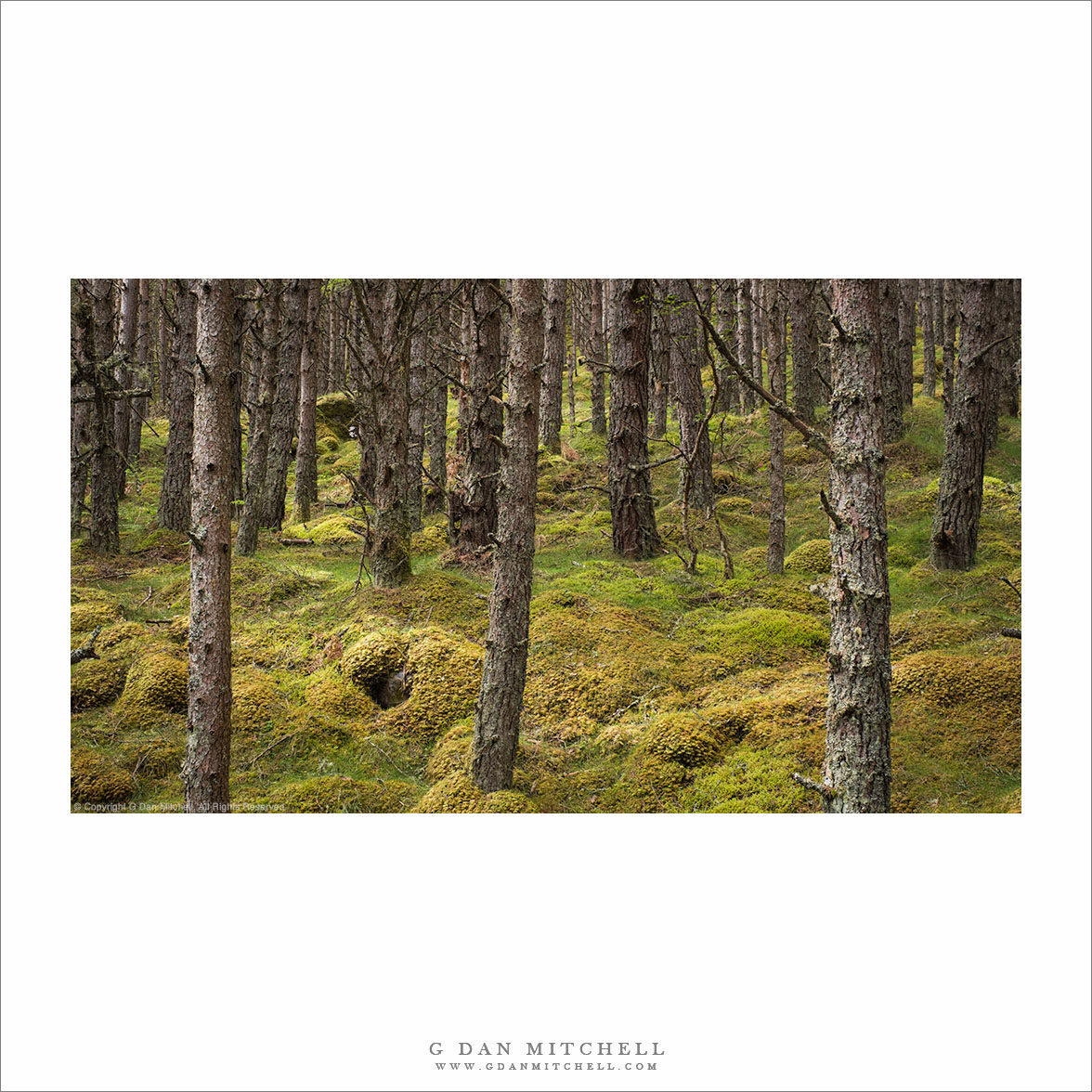 Scottish Forest, Soft Light