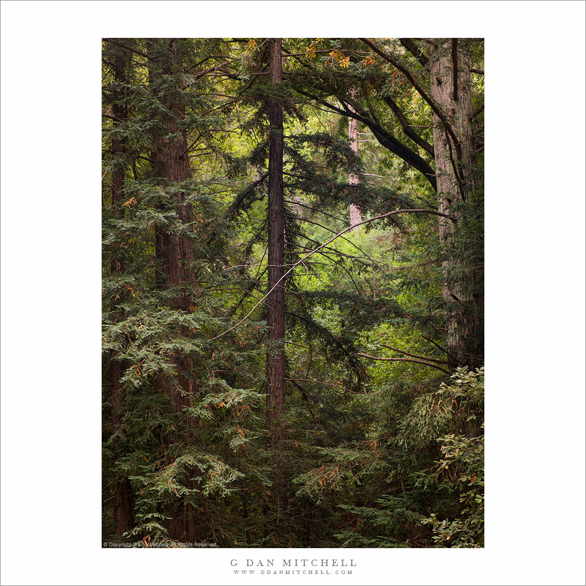 Coastal Redwood Forest