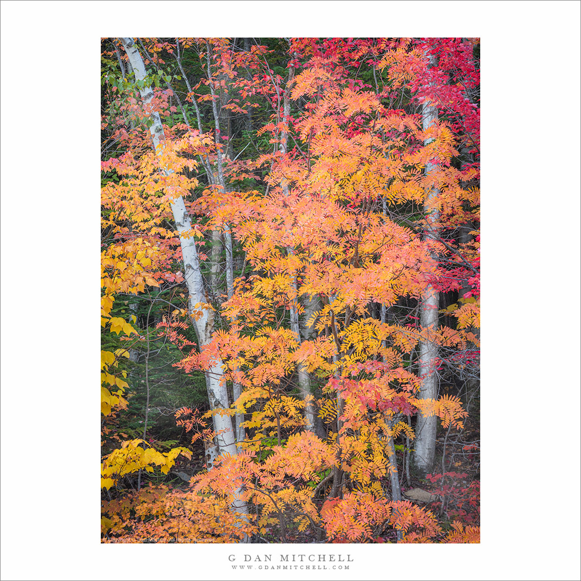 Dense Autumn Foliage