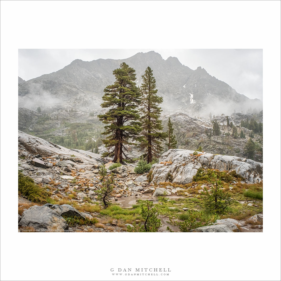 Two Trees, Sierra Rain