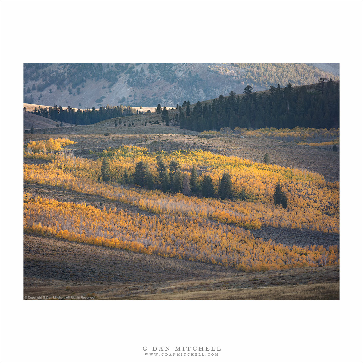 Aspens and Conifers, Autumn