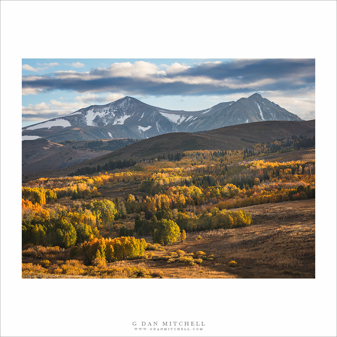 Evening Aspens