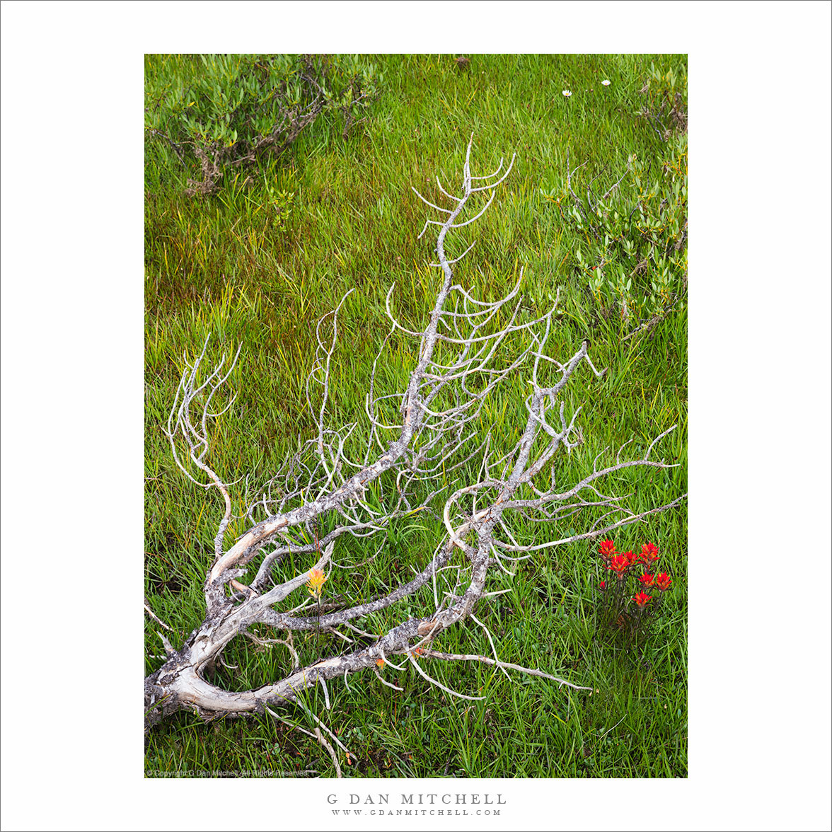 Broken Branch and Wildflowers