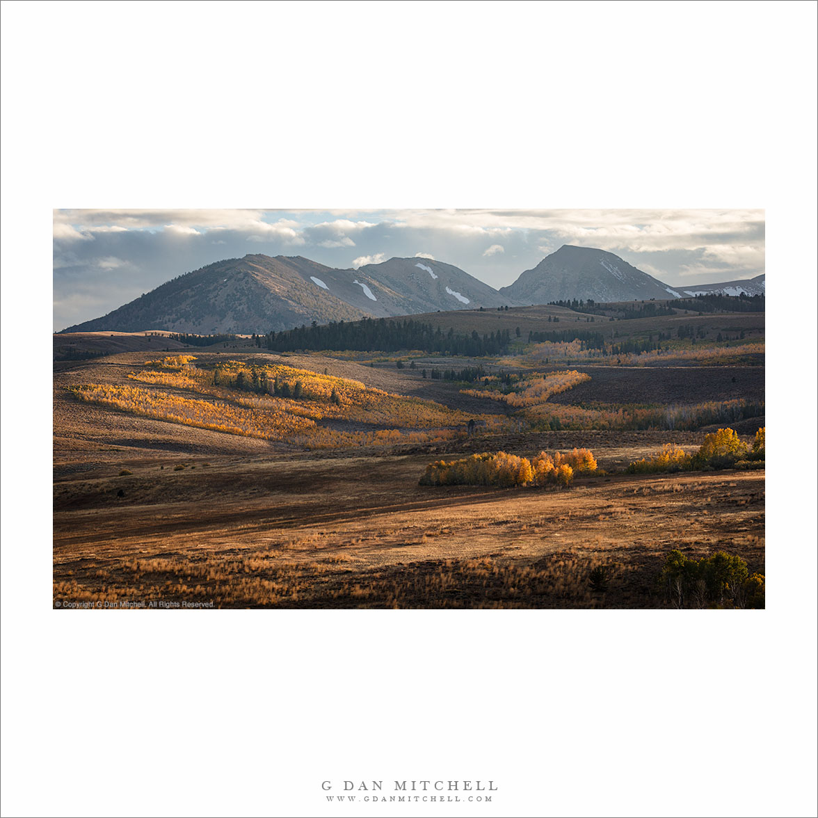 Aspens and Evening Shadows