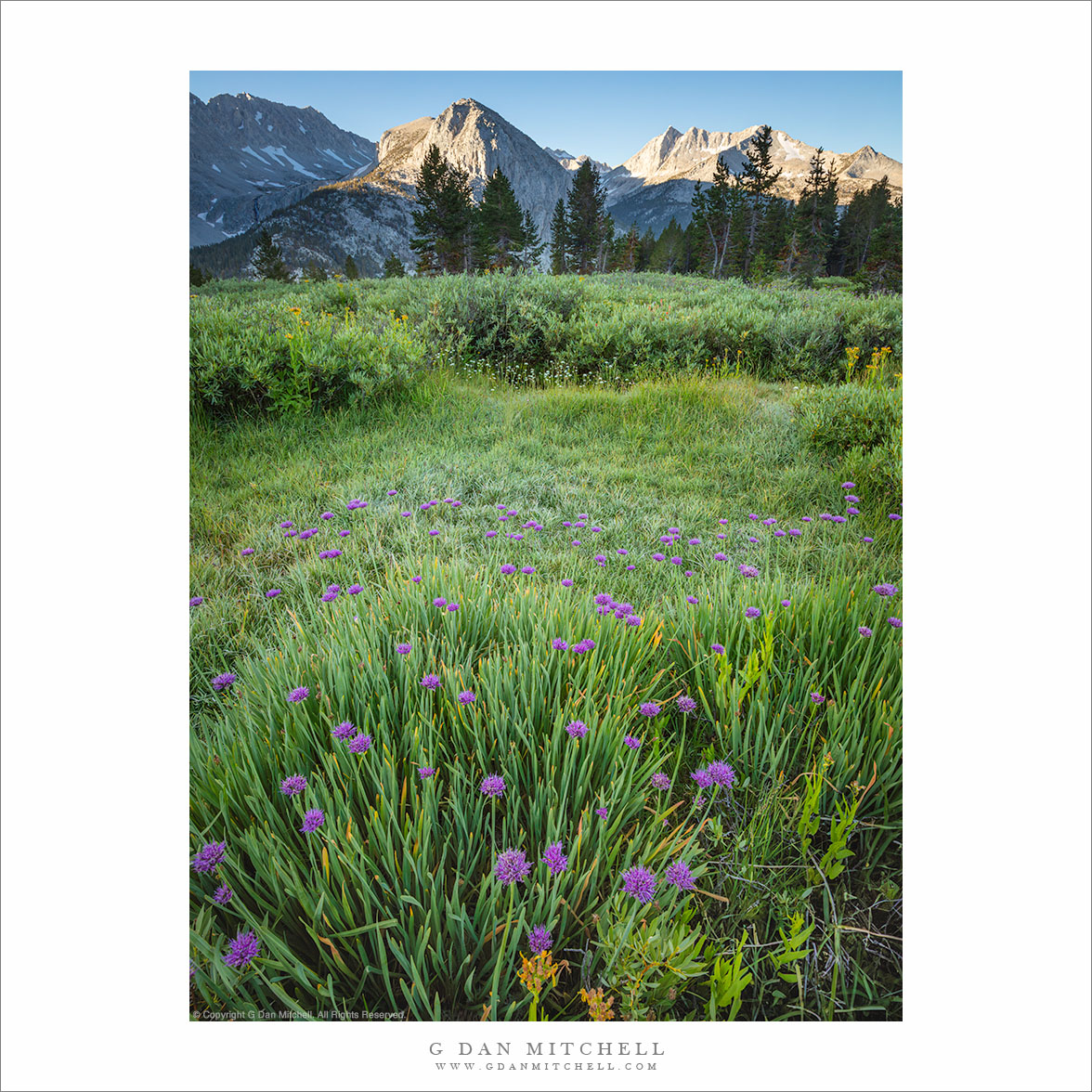 Meadow to Mountains