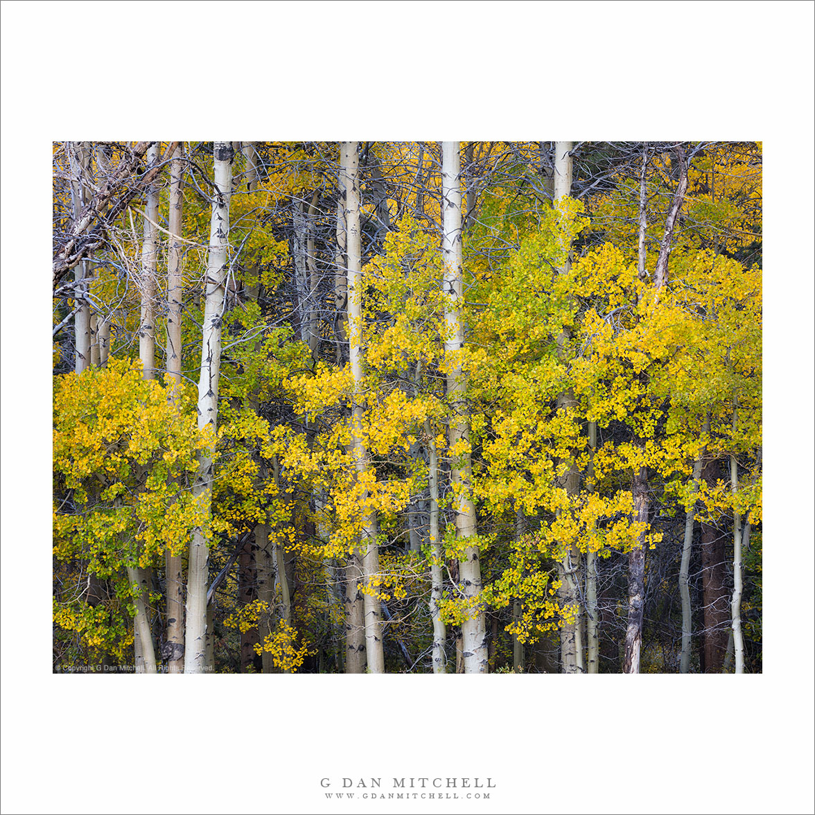 Aspens in Green and Yellow