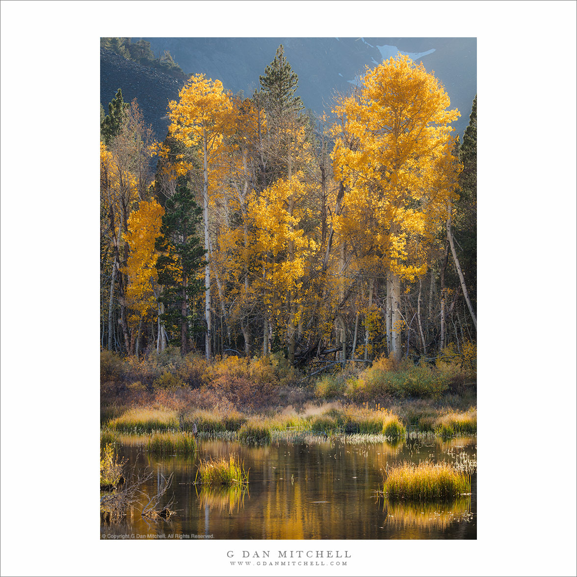 Aspen Grove and Pond