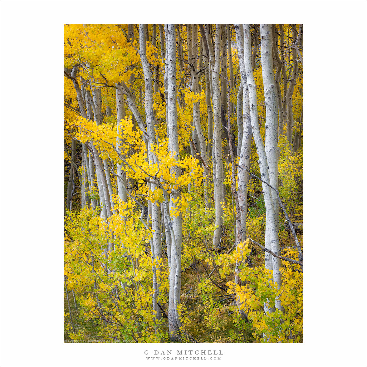 Autumn Aspen Forest