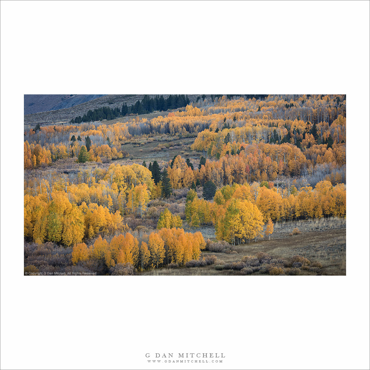 Aspens In The Shadows