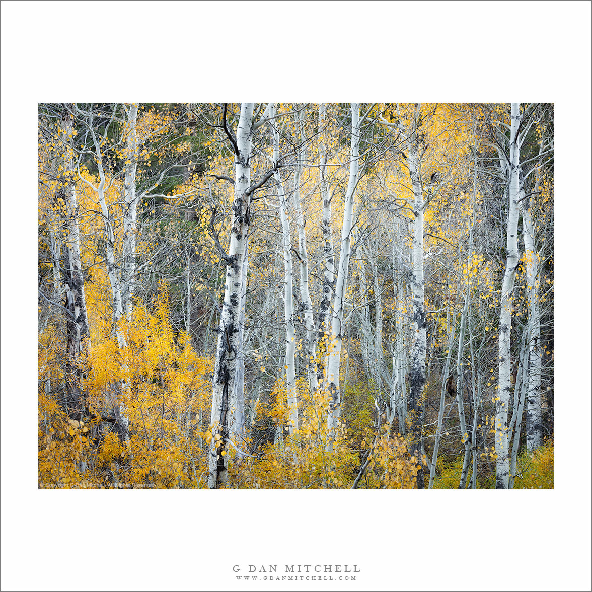 Autumn Aspen Thicket