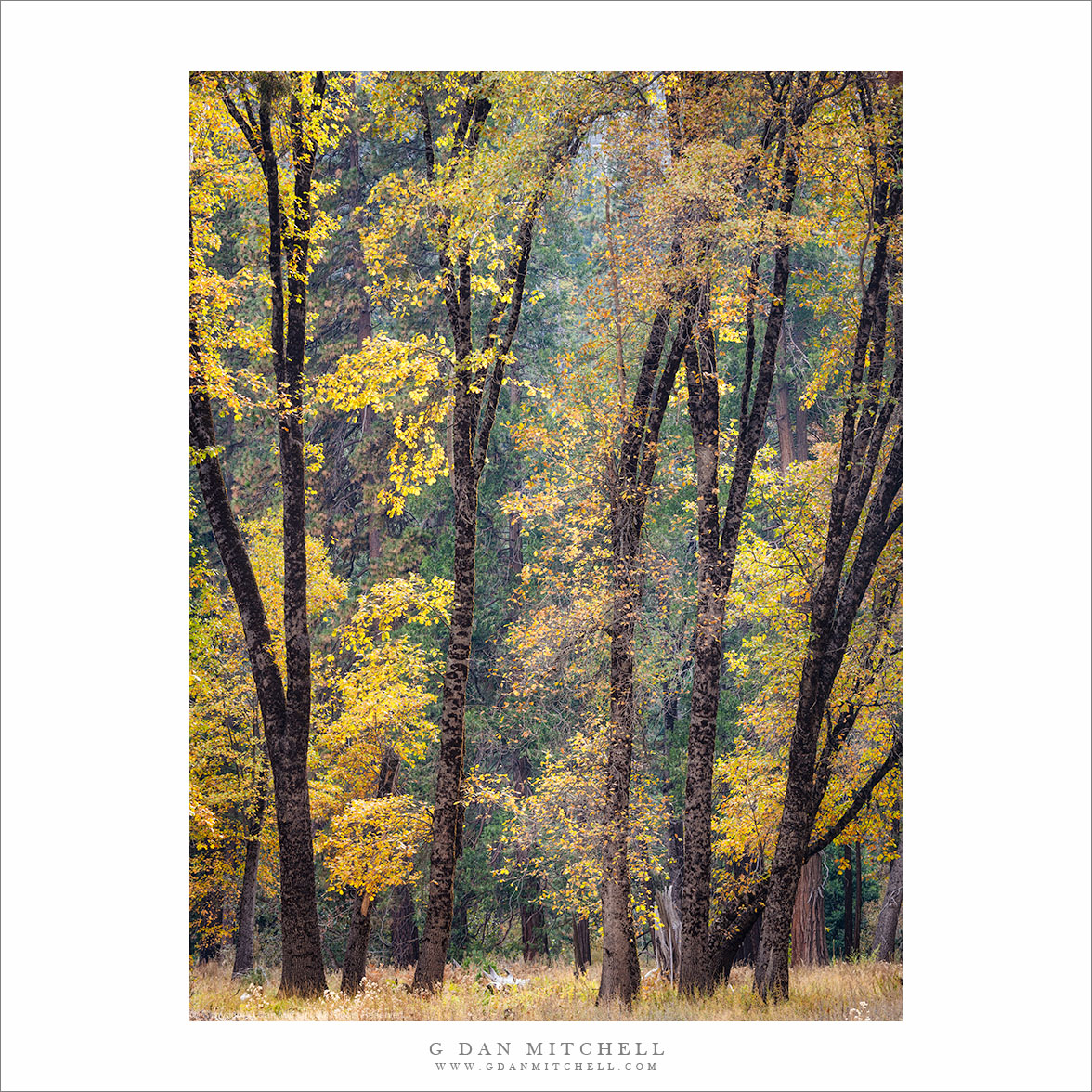 Autumn Black Oak Trees