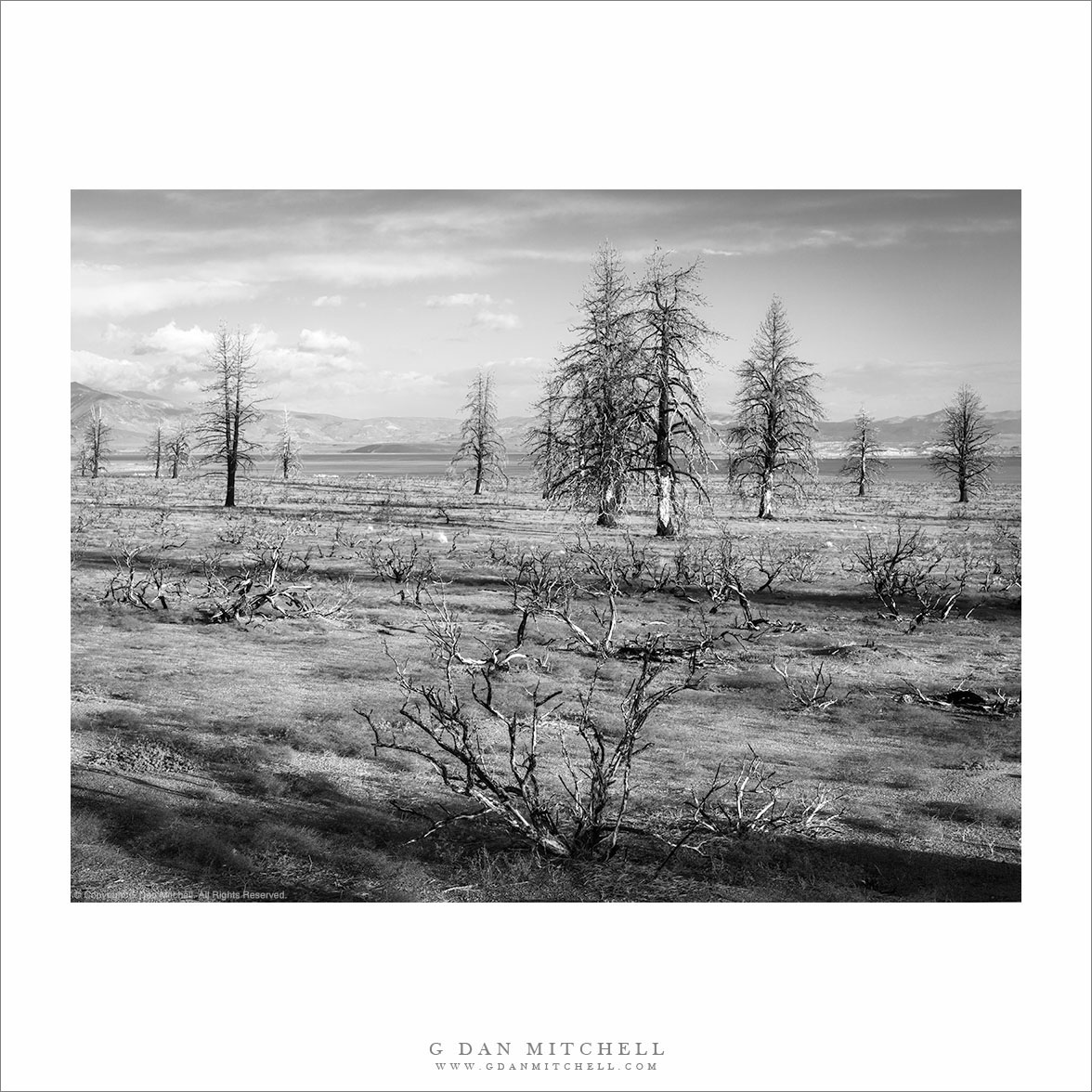 Burned Ponderosa Pines, Mono Basin