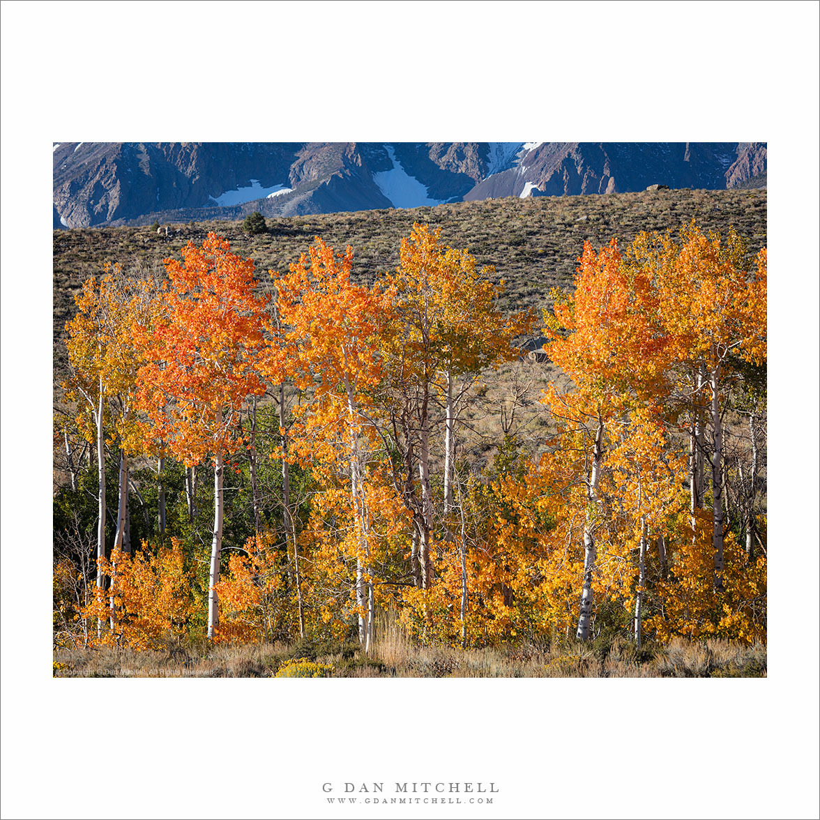 High Desert Autumn Aspens