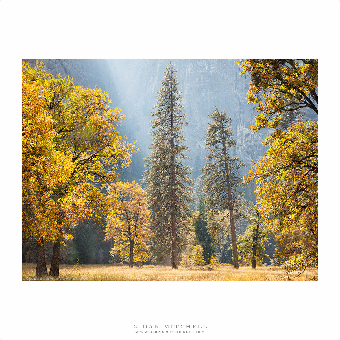 Meadow and Autumn Trees