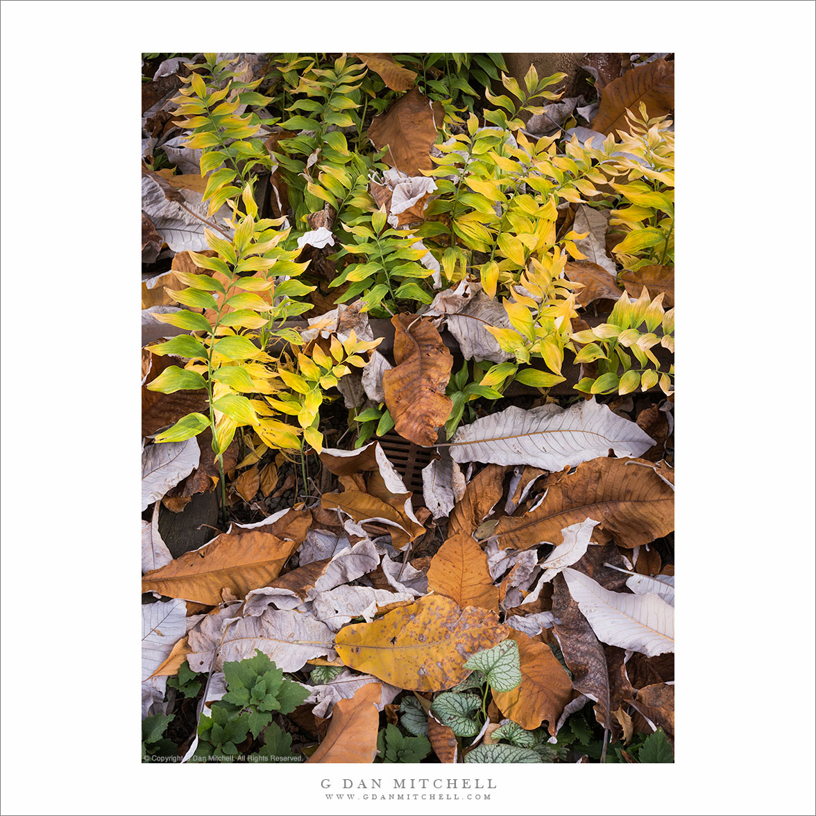 Signs of Autumn, Manhattan