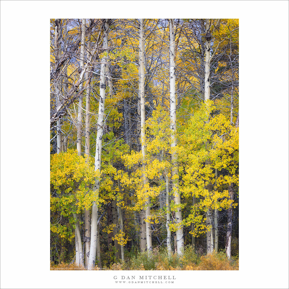 Tall Autumn Aspens