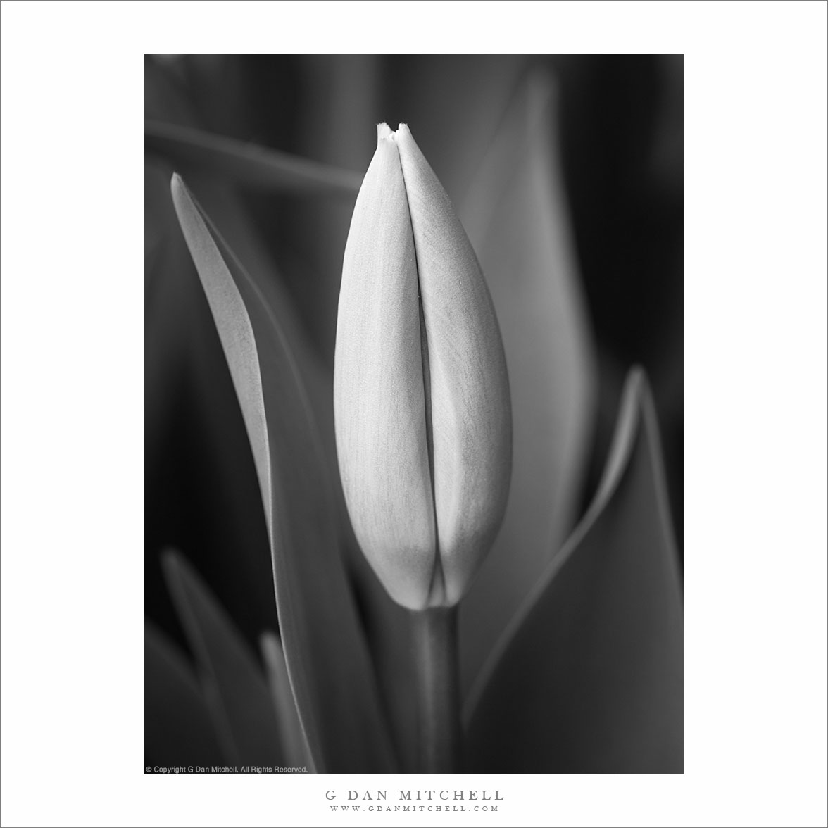 Tulip Bud and Leaves