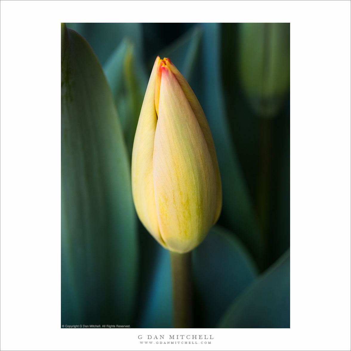 Yellow Tulip Bud #2