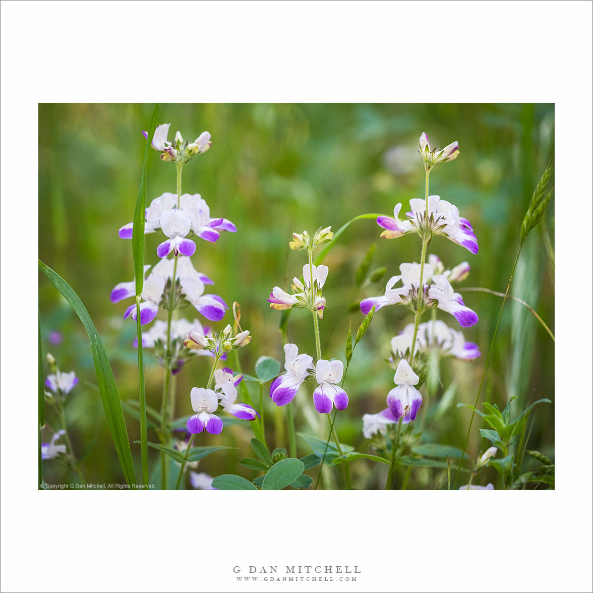 Chinese Houses Flowers