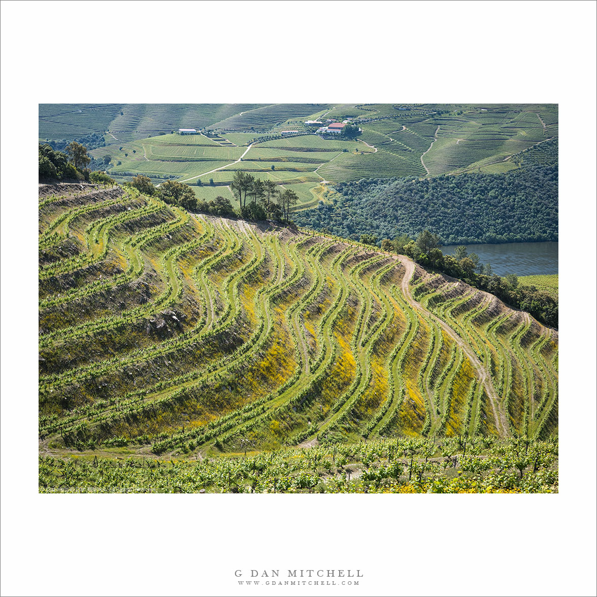 Douro Vineyards