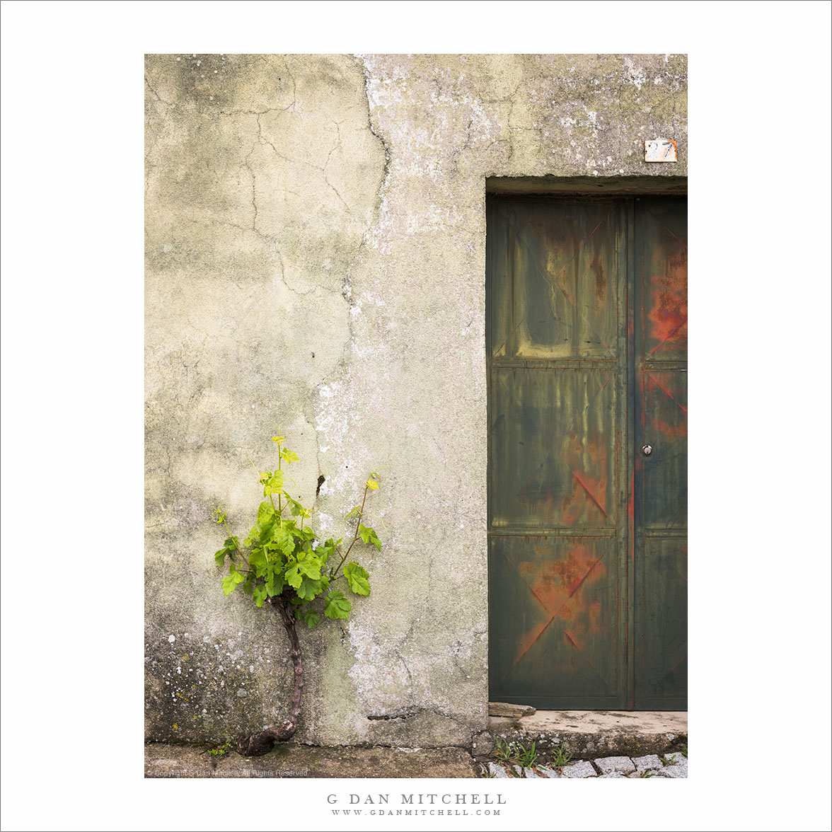 Grapevine and Door, Provesende