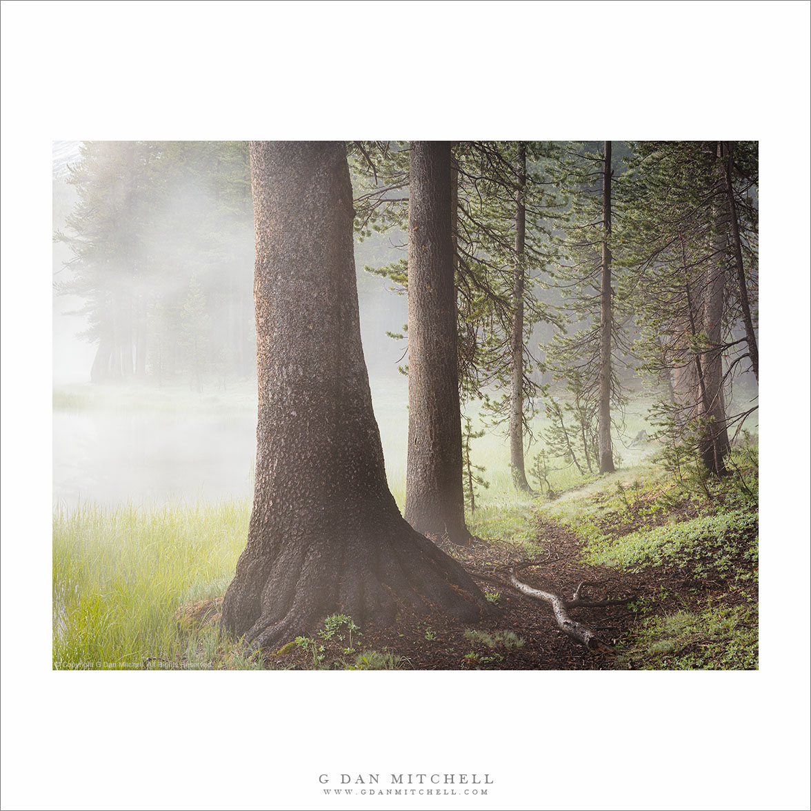 Pond, Forest, and Fog