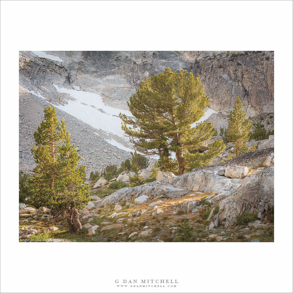 Evening Light, Trees