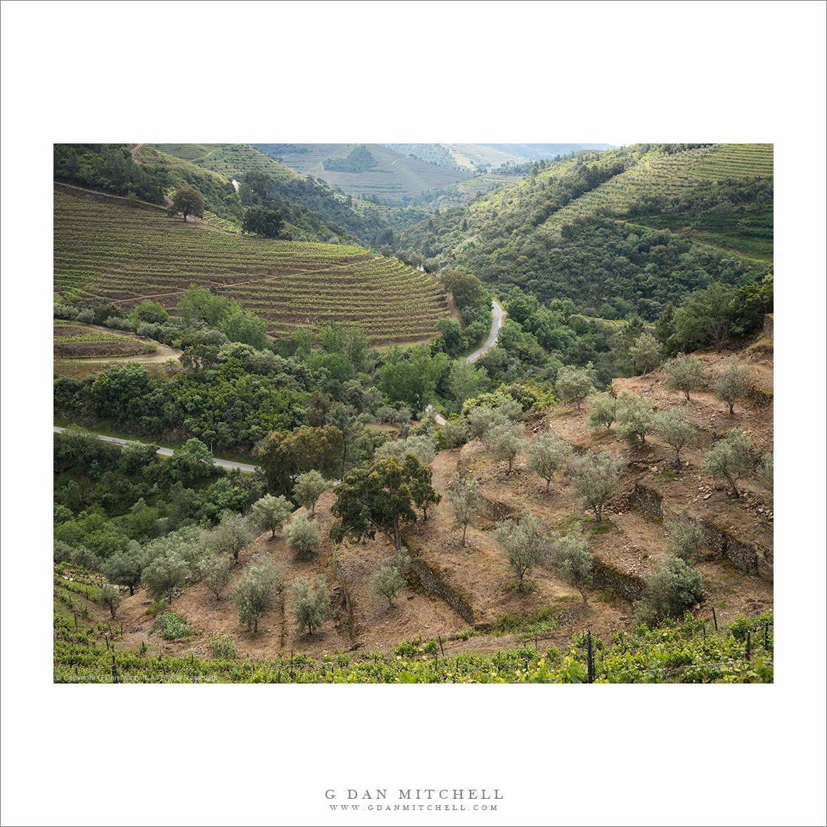 Orchard and Vineyards