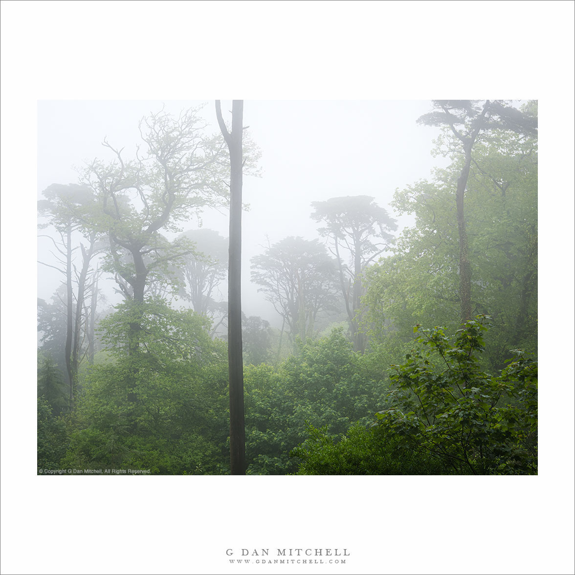 Forest and Fog at the Pena Palace