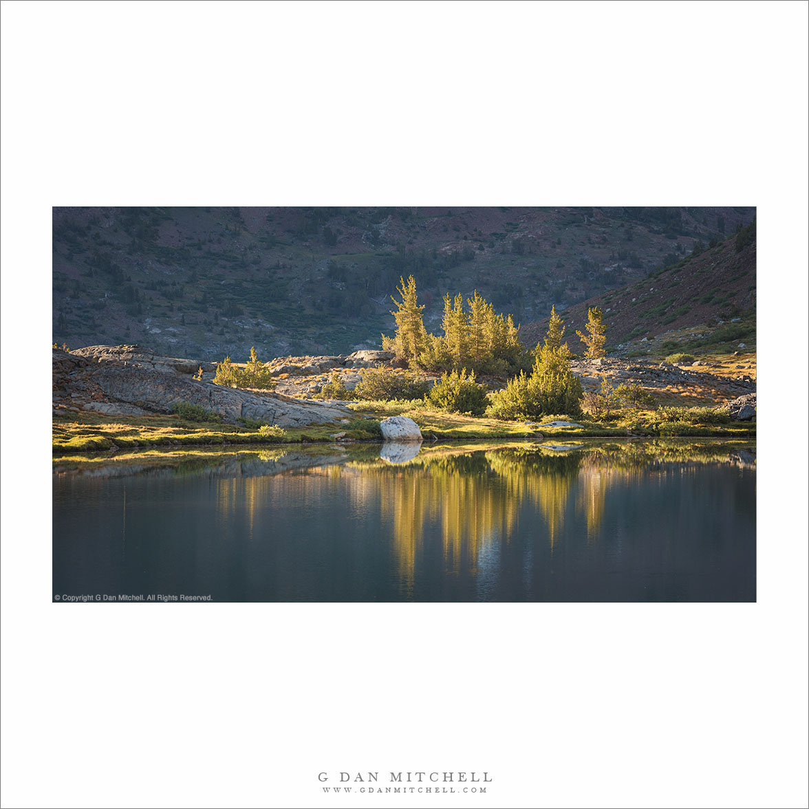 Trees and Reflection