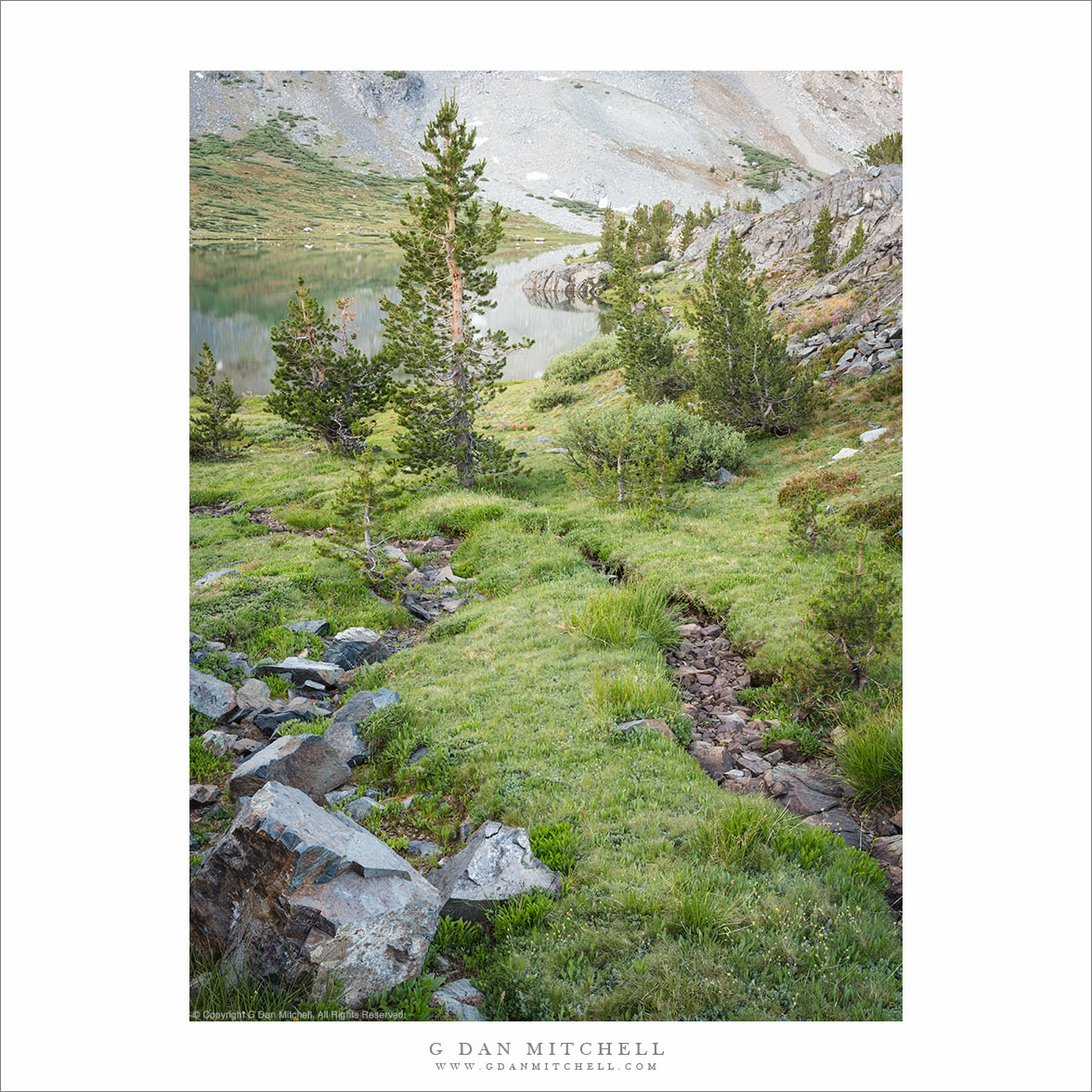 Trees, Meadow and Path