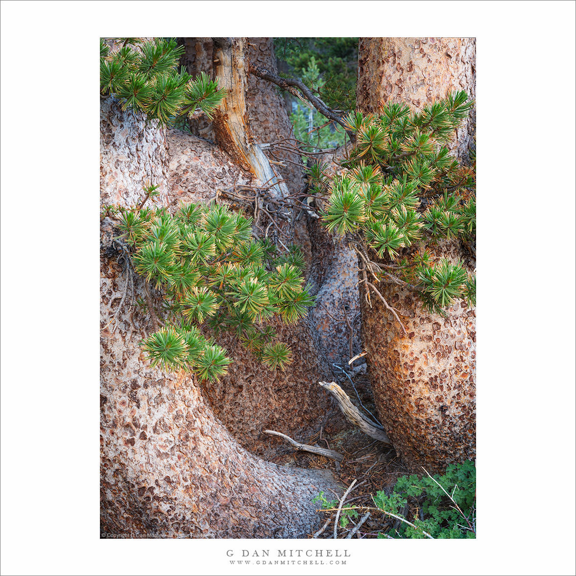 Trunks and Needles (Vertical)