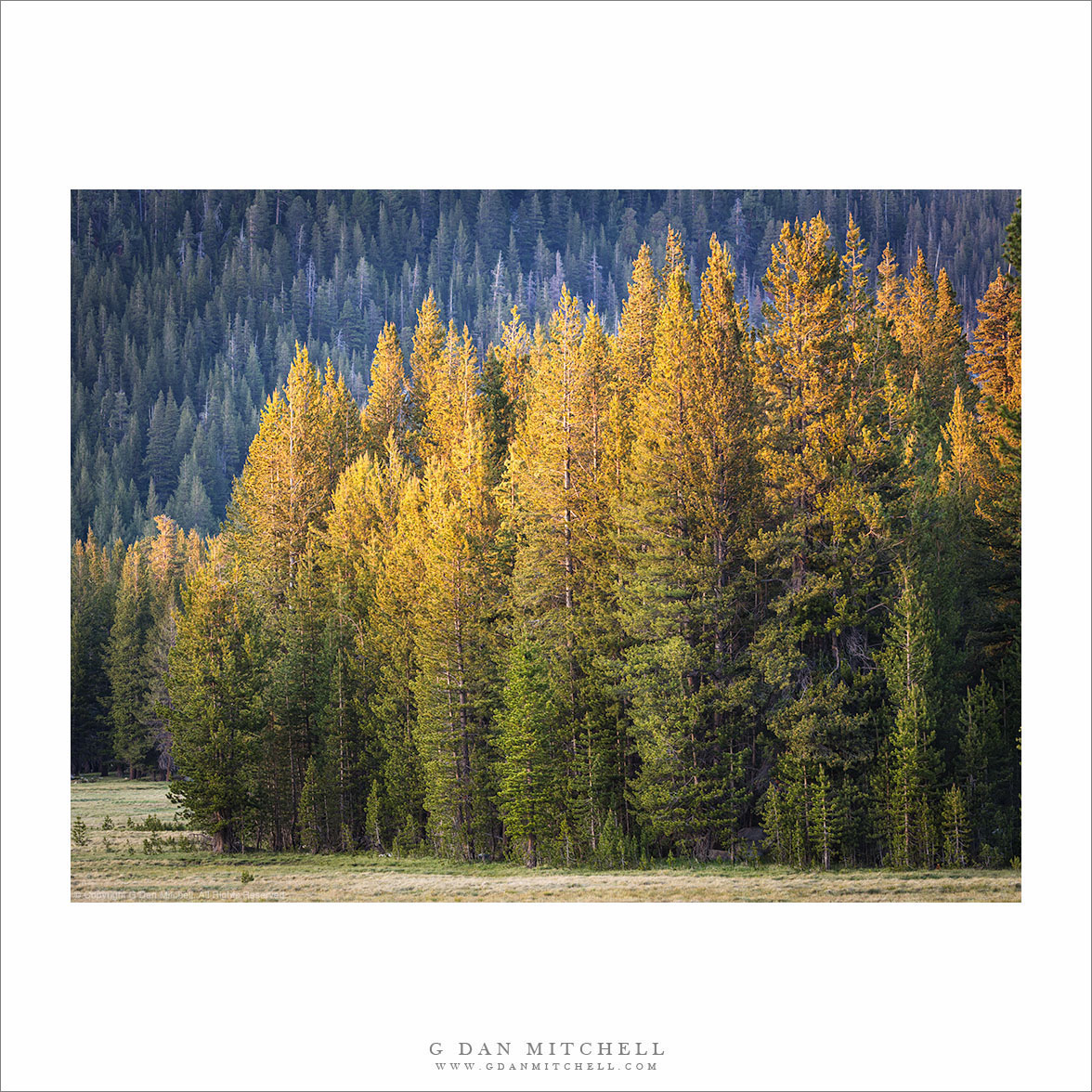 Trees, Evening Light