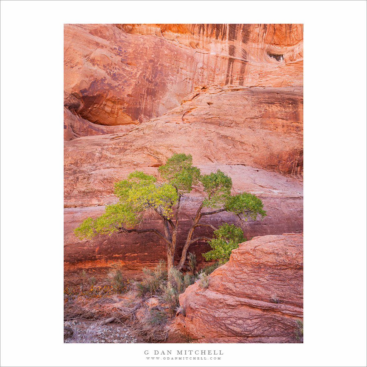 Cottonwood Tree and Canyon Walls