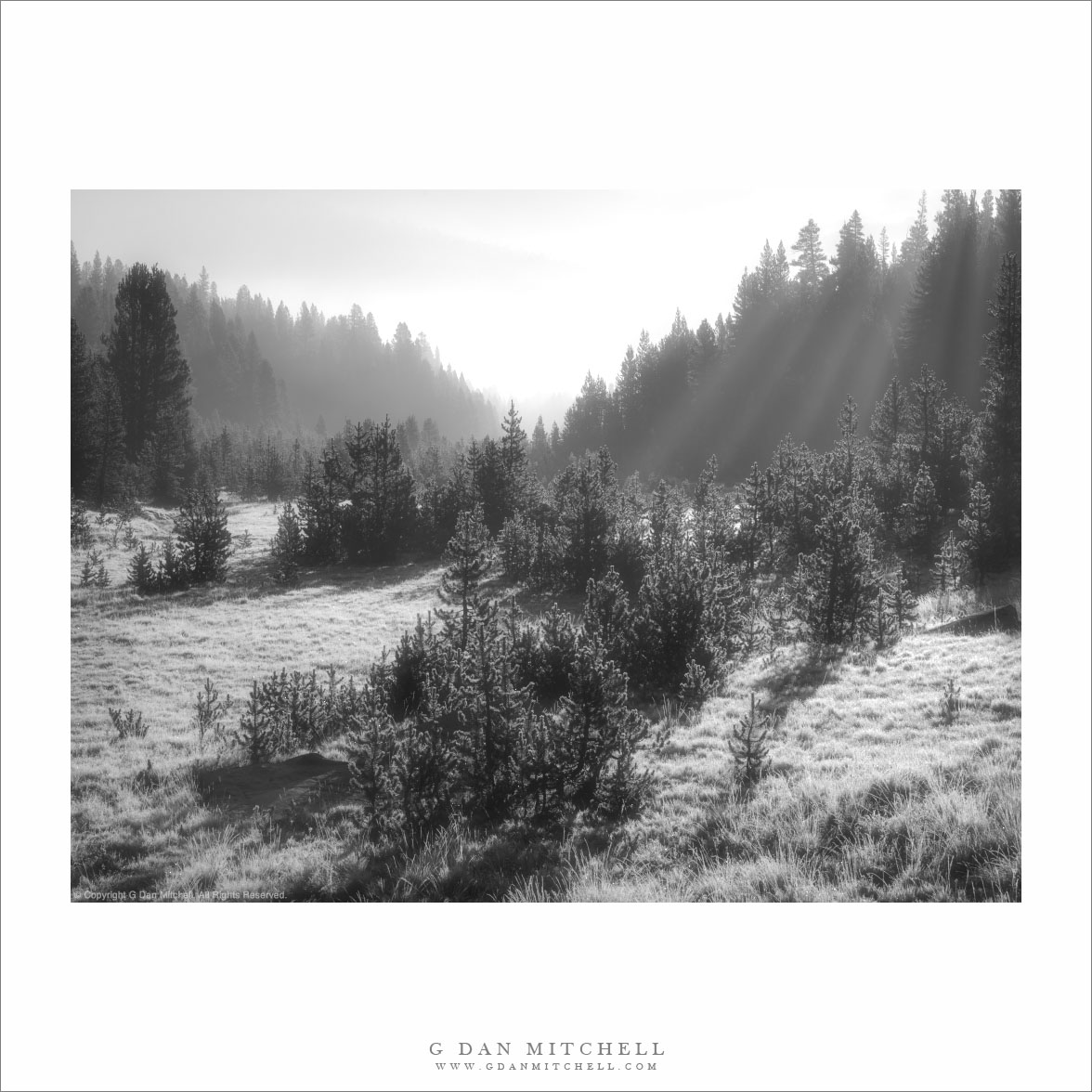 Meadow and Young Trees, Morning