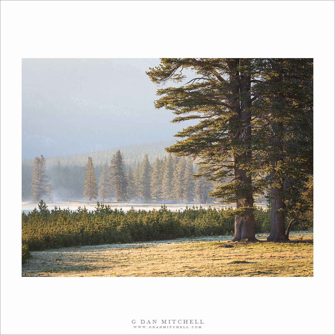 Meadow and Forest, Clearing Fog