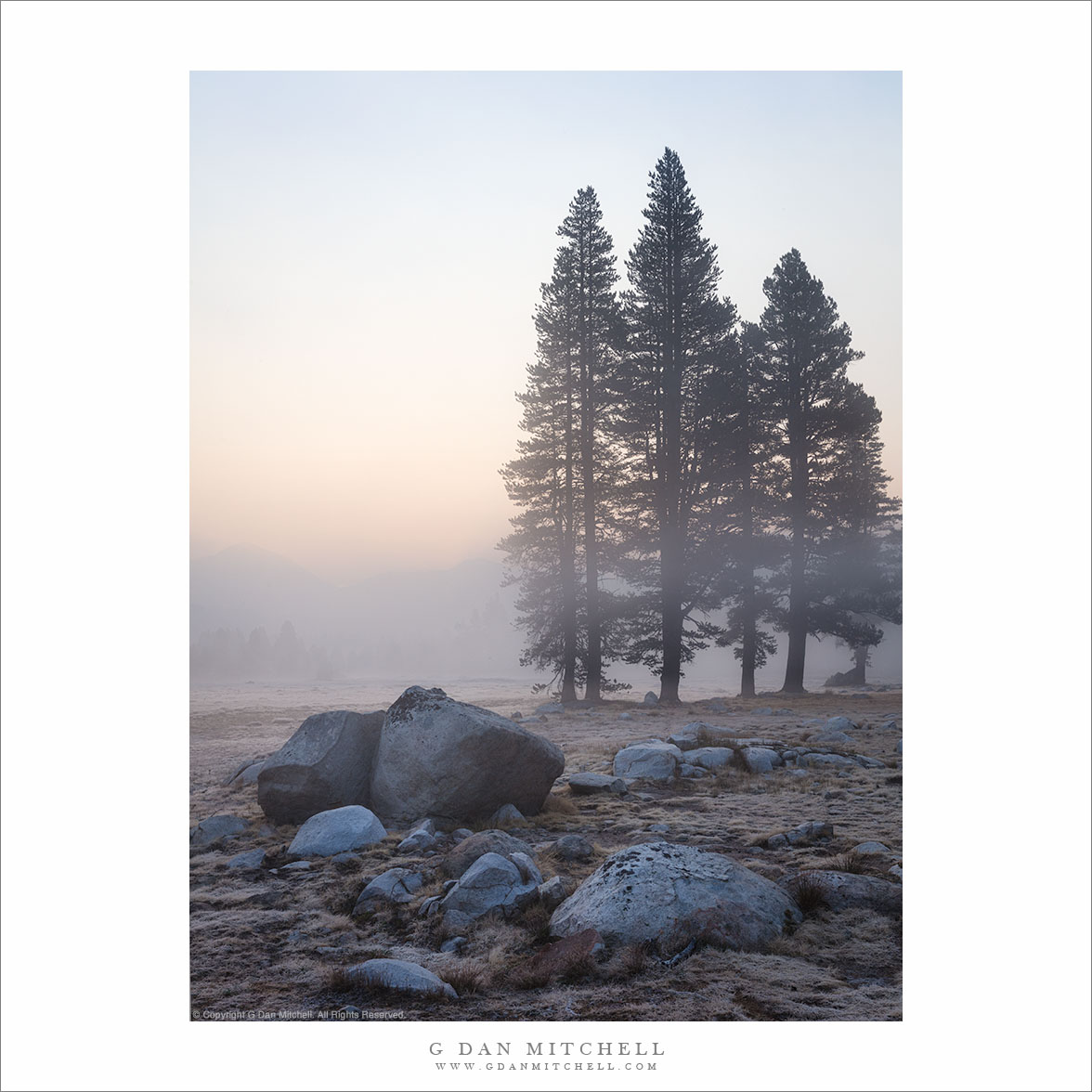 Trees, Boulders, and Dawn Fog