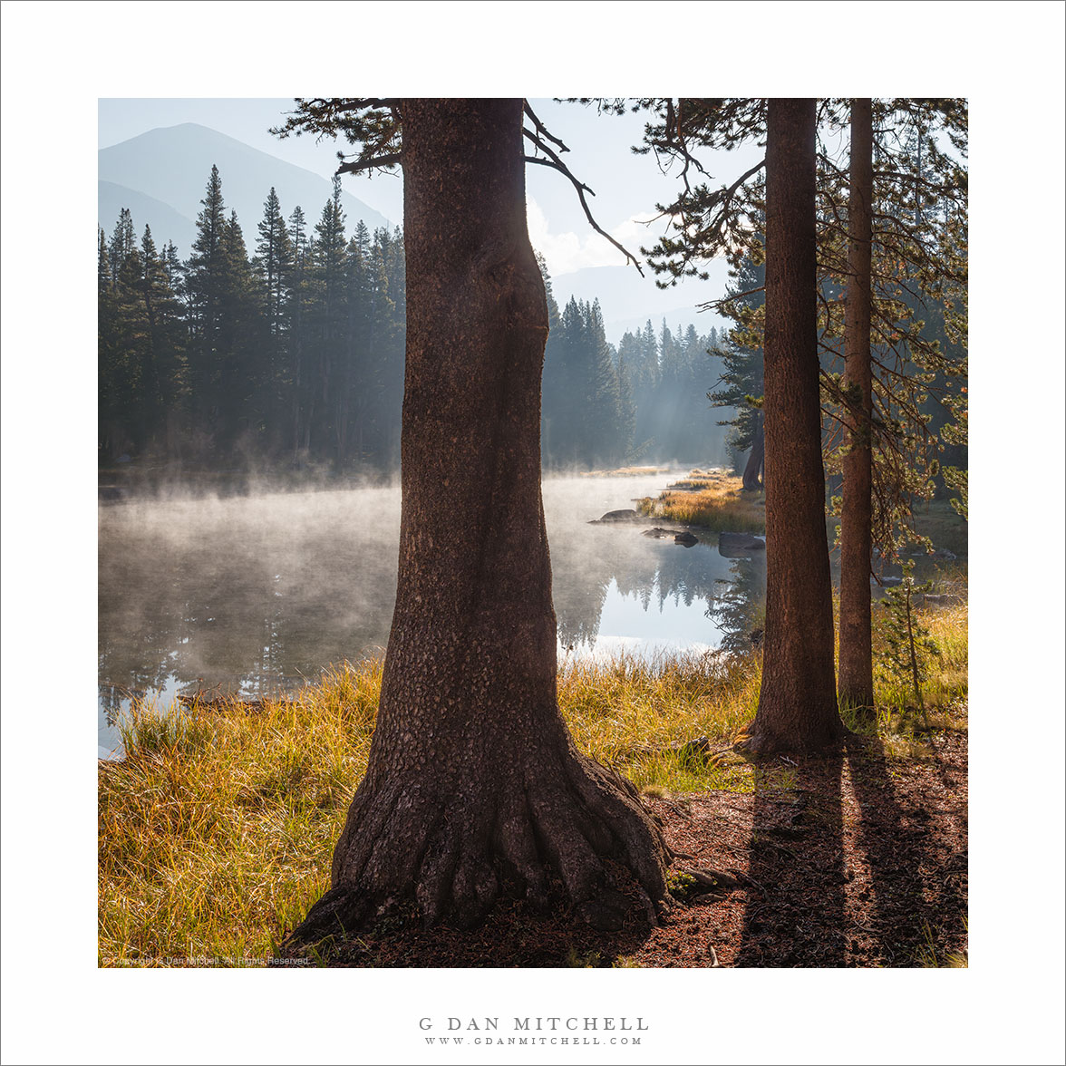 Trees, Pond, and Morning Mist