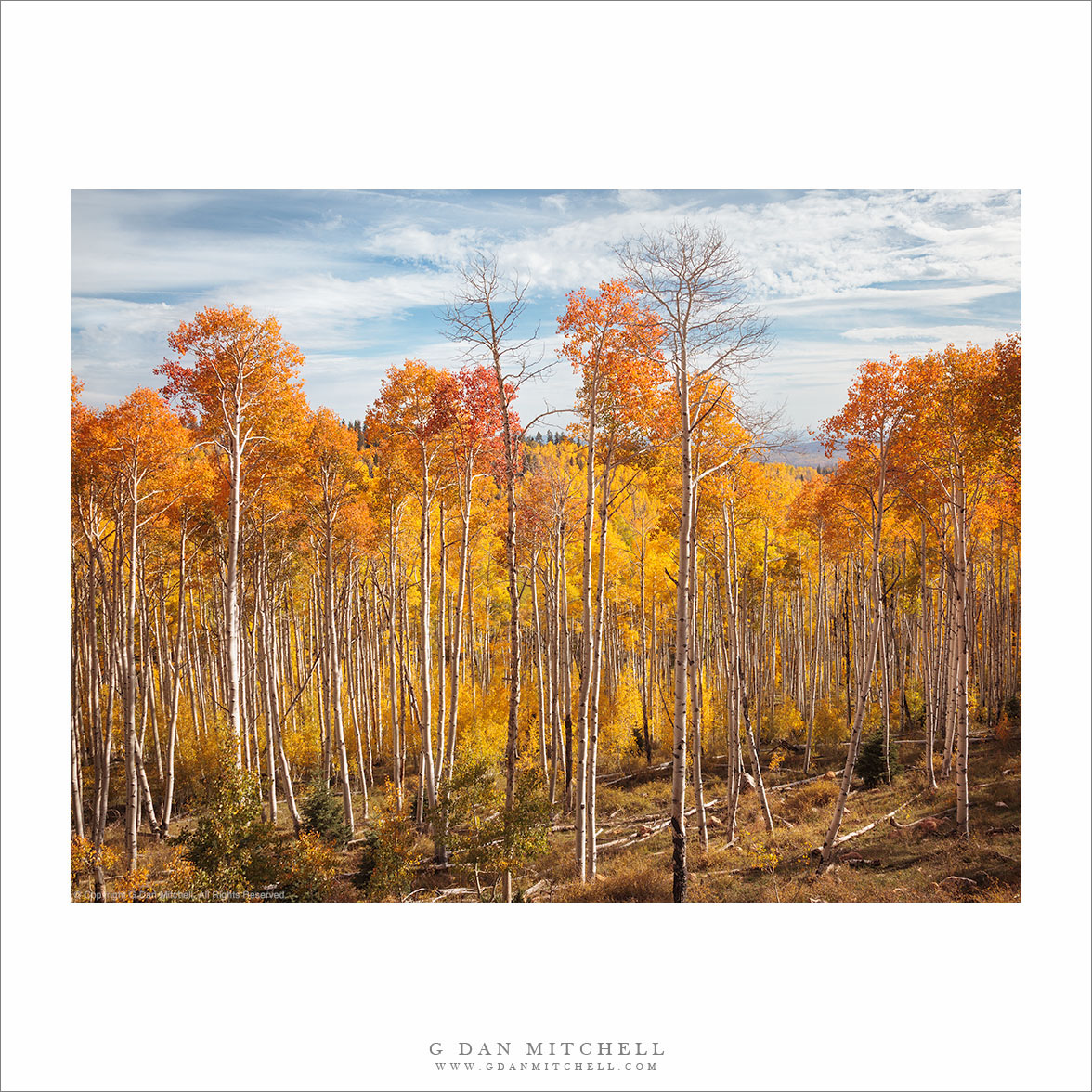 Utah Aspen Grove