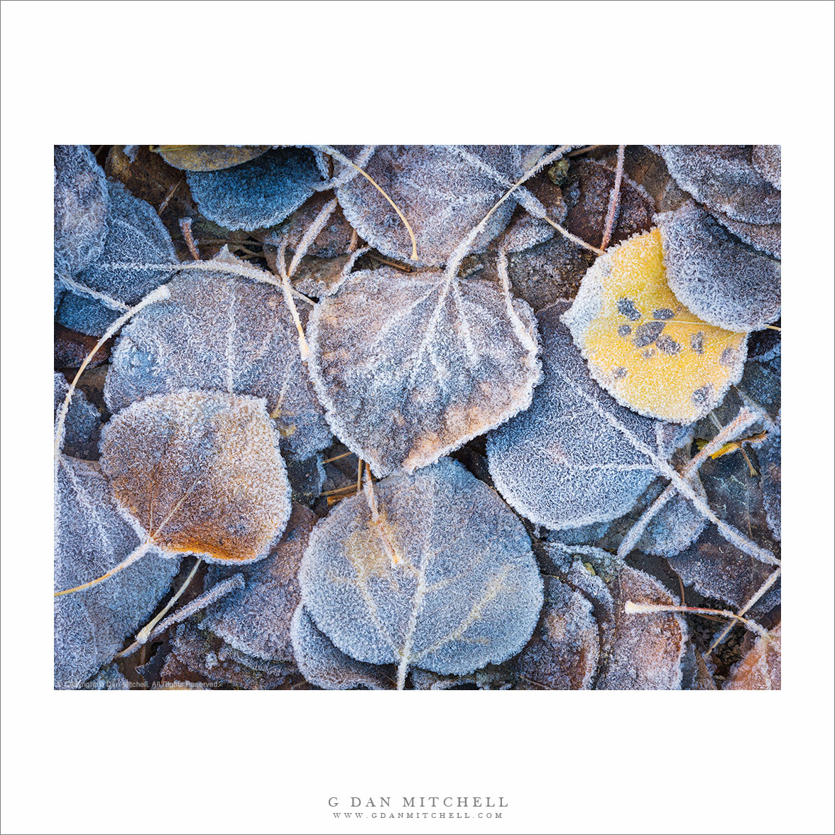 Aspen Leaves, Morning Frost