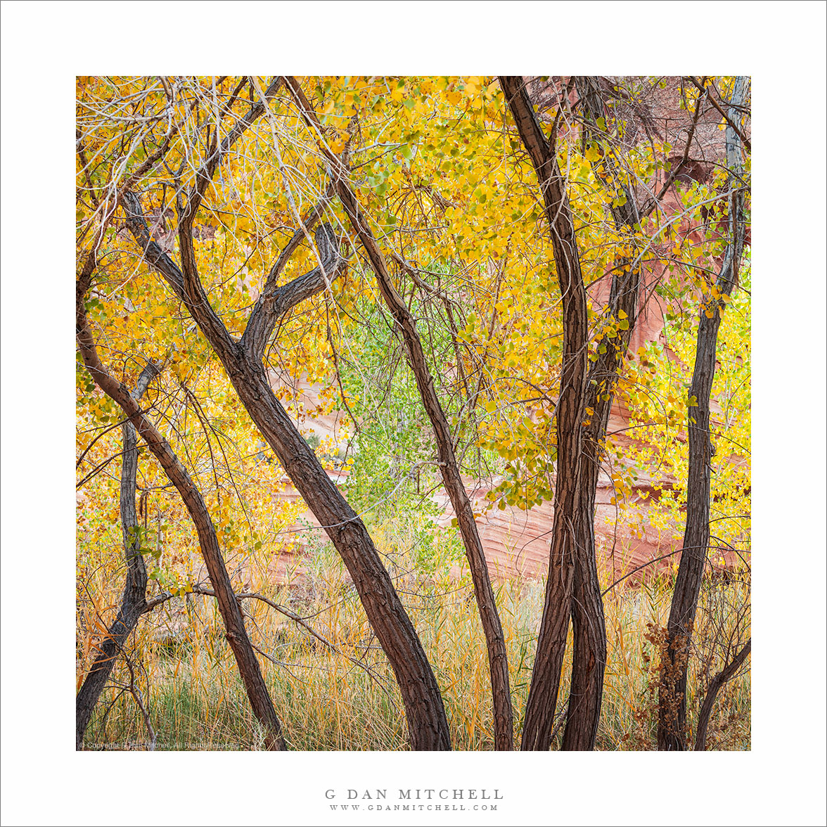 Cottonwood Trunks, Autumn